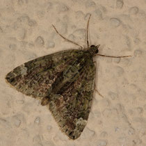 Olivgrüner Bindenspanner_Chloroclysta siterata