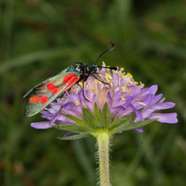 Sechsfleck-Widderchen_Zygaena filipendulae