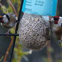 Stieglitz Carduelis carduelis