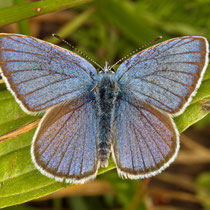 Rotklee-Bläuling_Cyaniris semiargus