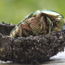 Goldglänzender Rosenkäfer Cetonia aurata