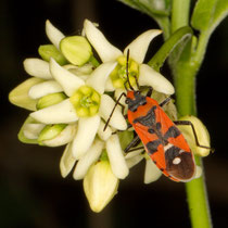 Ritterwanze Lygaeus equestris