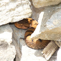 Juraviper Vipera aspis