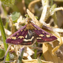 Purpurroter Zünsler_Pyrausta purpuralis