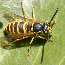 Gemeine Wespe Vespula vulgaris