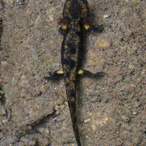 Feuersalamander Salamandra salamandra