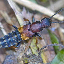 Braunroter Raubkurzflügler Staphylinus fossor