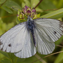 Grünader Weissling Pieris napi