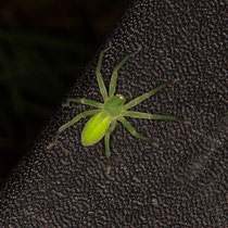 Grüne Huschspinne Micrommata virescens