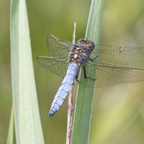 Südlicher Blaupfeil Orthetrum brunneum