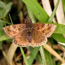Kronwicken-Dickkopffalter Erynnis tages