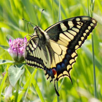 Schwalbenschwanz_Papilion machaon