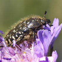 Traerrosenkäfer Oxythyrea funesta