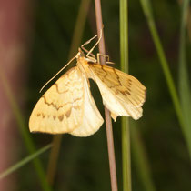 Schwefelgelber Haarbüschelspanner_Gandaritis pyraliata