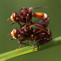 Gemeine Breitstirnblasenkopffliege Sicus ferrugineus