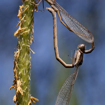 Gemeine Winterlibelle Sympecma fusca