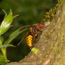 Hornisse Vespa Crabro
