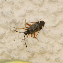 Zwikeulenwanze Closterotomos biclavatus