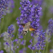 Taubenschwänzchen_ Macroglossum stellatarum