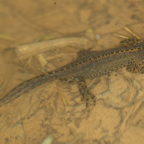Bergmolch Ichthyosaura alpestri