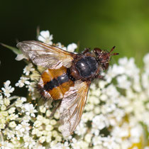 Igelfliege Tchina fera