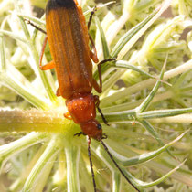Roter Weichkäfer (Rhagonycha fulva)