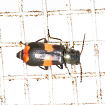 Gebänderter Warzenkäfer Anthocomus fasciatus