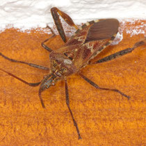 Amerikanische Kiefernwanze Leptoglossum occidentalis
