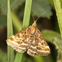Hornkraut-Tageulchen Panemeria tenebrata