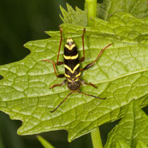 Echter Widdrboxk Clytus arietis