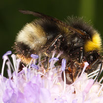 Hummeln Bombus sp