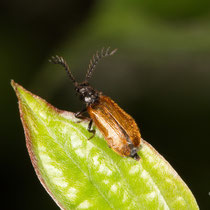 Schneckenhauskäfer Drilus flavescens