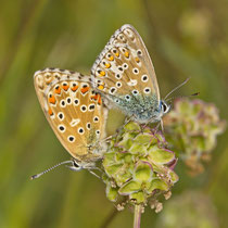 Himmelbleauer Bläuling Lysandra bellargus