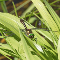 Falkenlibelle Cordulia aenea