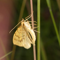 Schwefelgelber Haarbüschelspanner_Gandaritis pyraliata