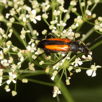 Kleiner Schmalbock Stenurella melanura