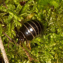Gerandeter Saftkugler Glomeris marginata