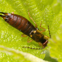 Waldohrwurm Chelidurella guentheric weibchen