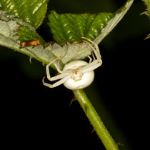 Veränderliche Krabbenspinne Misumea vatia