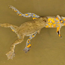 Gelbbauchunke (Bombina variegata)