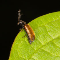 Schneckenhauskäfer Drilus flavescens