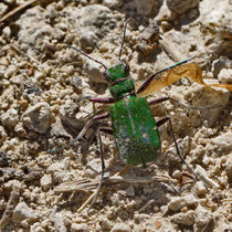Feld-Sandlaufkäfer Cincindela campestris