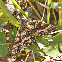 Heidespanner Ematurga atomaria