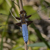 Plattbauch Libellula depressa