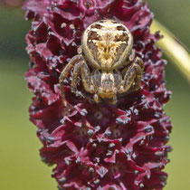 Braune Krabbenspinne Xysticus cristatus