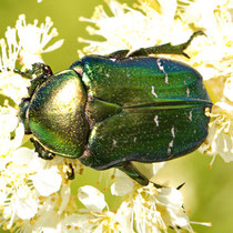 Goldglänzender Rosenkäfer Cetonia aurata