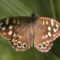 Waldbrettspie_Pararge aegeria