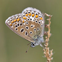 Hauhechel Bläuling Polymatus icarus