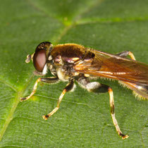 Gemeine Langbauch Schwebefliege Xylota segnis