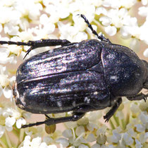 Traerrosenkäfer Oxythyrea funesta